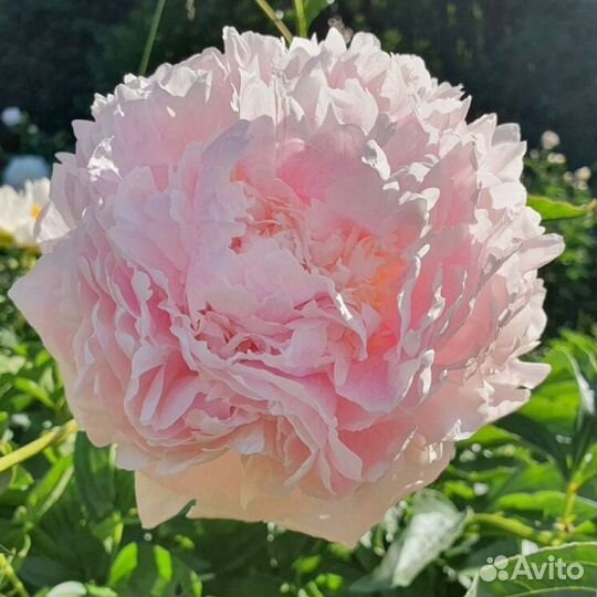 Саженцы пионов сорт Шифон Парфе
