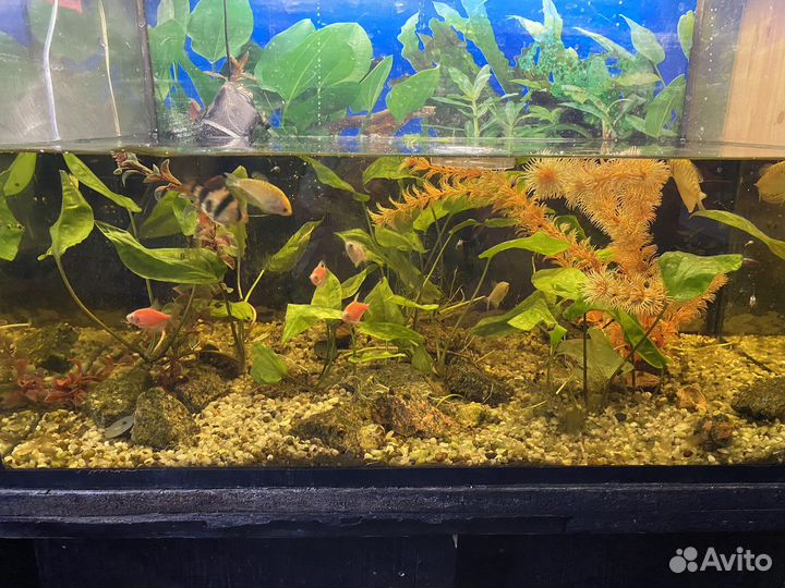 Аквариум