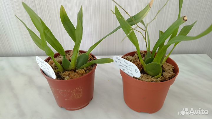 Орхидея онцидиум Твинкль