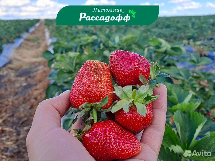 Рассада клубники. Опт от 64 шт