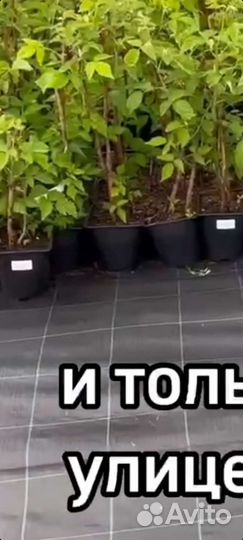 Агроткань (мульча) Agrojutex 130г/м2,Чехия