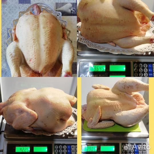 Мясо домашней птицы (курица) -доставка
