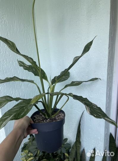 Спатифиллум «Даймонд»