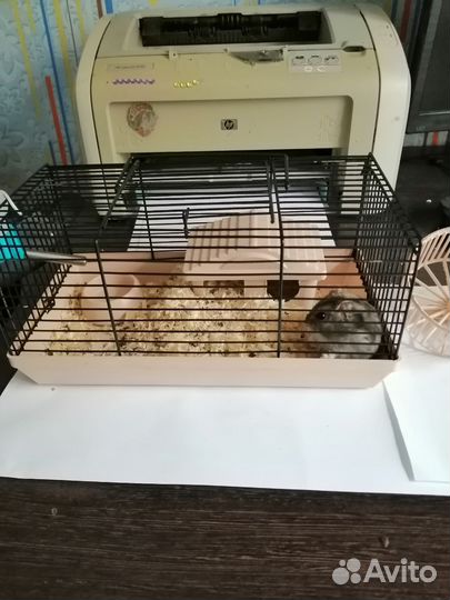 Джунгарский хомяк с клеткой бесплатно