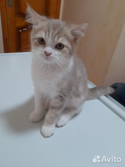 Шотладскиий котенок мальчик