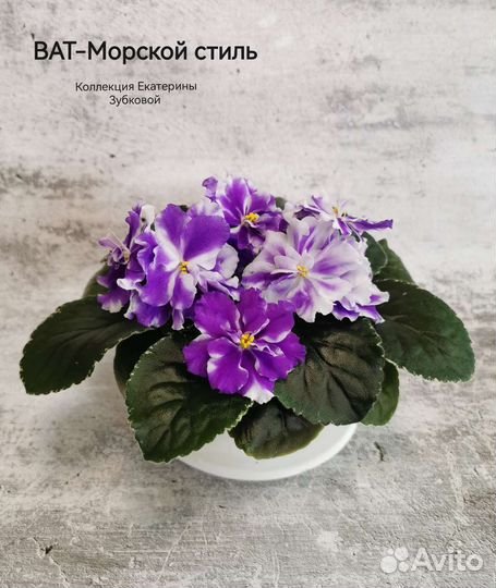 Фиалки детки