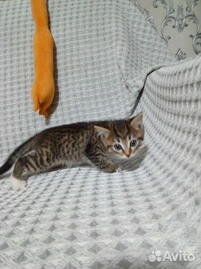 Отдам котенка