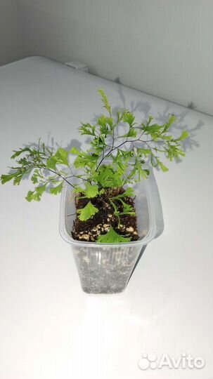 Папоротники