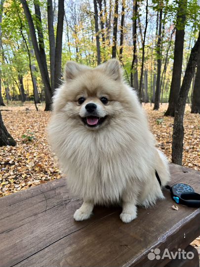 Малый немецкий шпиц, развязан. Метрика РКФ