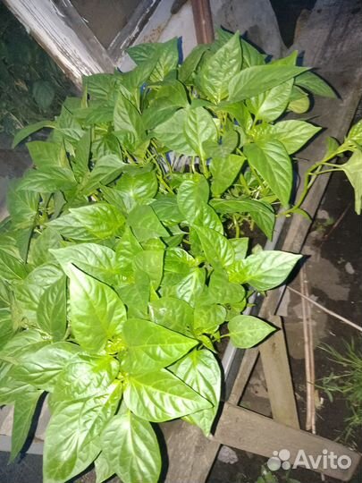 Рассада помидор, баклажаны, перец