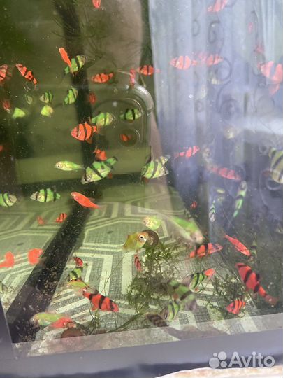 Аквариумные рыбки