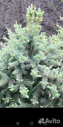 Голубая ель