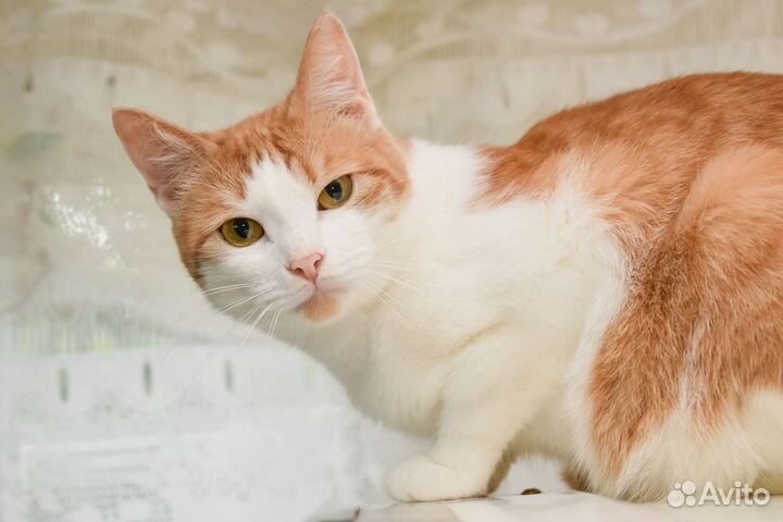 Кошка Буся в добрые руки