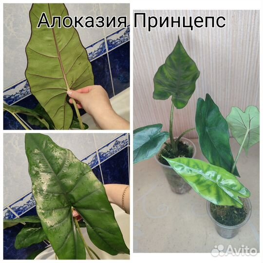 Алоказии