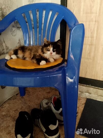 Кошка