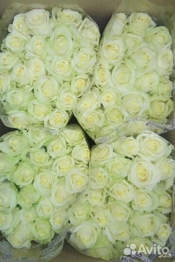 Цветы розы оптом и в розницу