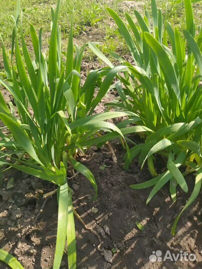 Лук слизун (многолетник)