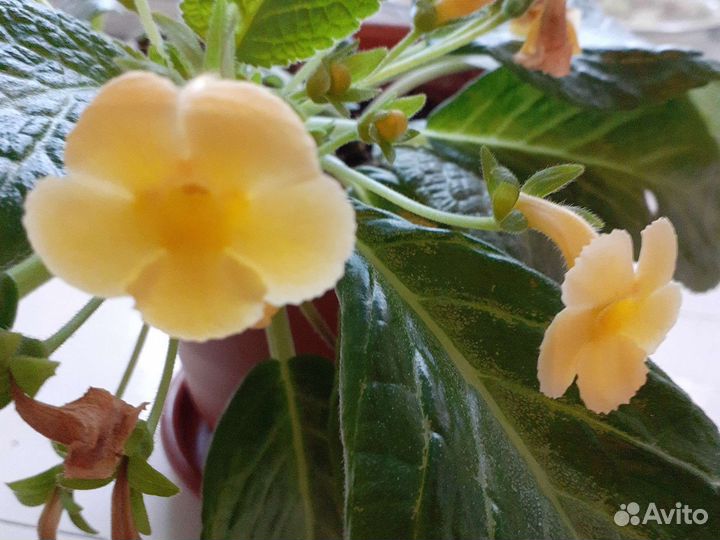 Спатифиллум