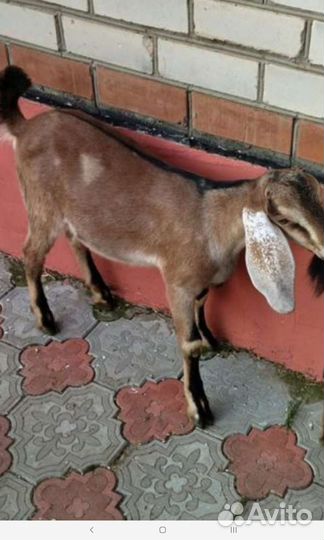 Козлята камори