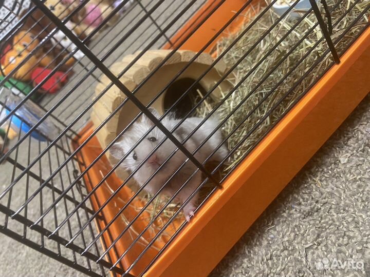 Отдам хомяка с клеткой