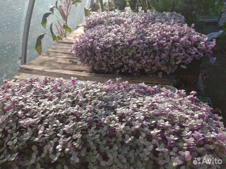 Рассада цветы. самшит бересклеты и тд