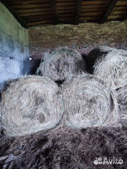 Продам сено в рулонах