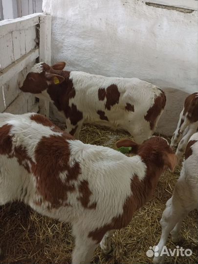 Бычки телята