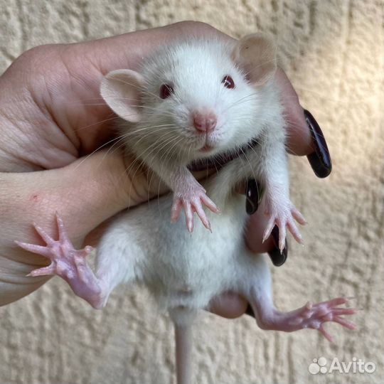 Питомник. Дамбо крысы, крысята, крыса