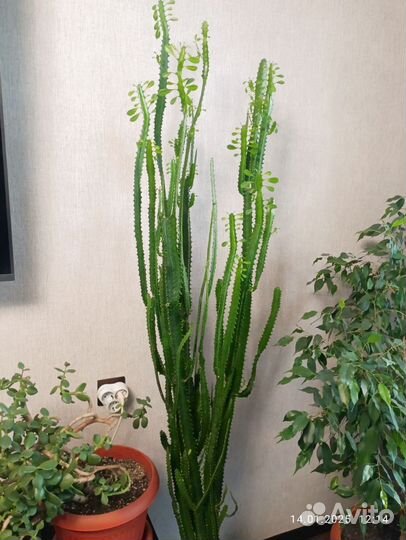 Молочай трехгранный