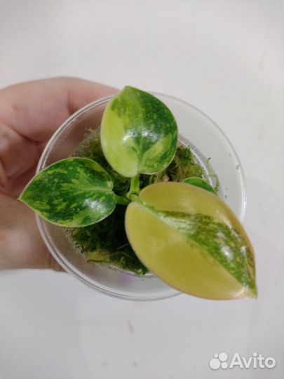 Филодендрон Конго Грин Марбл вар