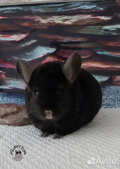 Шиншиллы мама Агата с сыном Литтл и ангора Дени