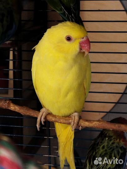 Ожереловый попугай