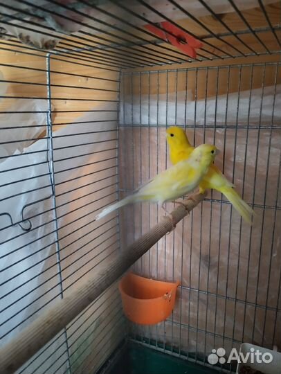 Кенара и канарейки