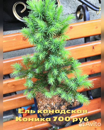 Можжевельник, Ель,Тис, Барбарисы