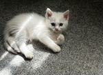 Белые котята-Комочки счастья в Ваши ручки