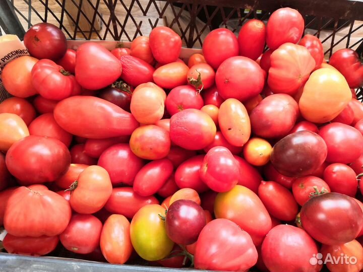 Тыквы, кабачки, помидоры