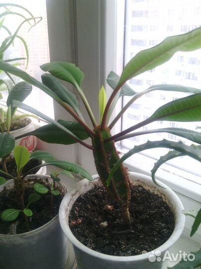 Молочай(беложильчатый)