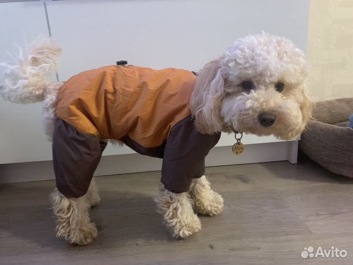 Комбинезон демисезонный для собак XL