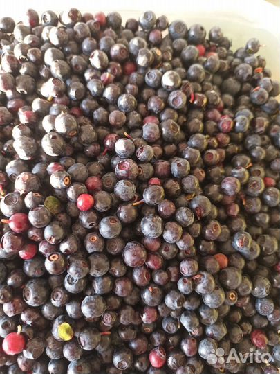 Черника в наличии