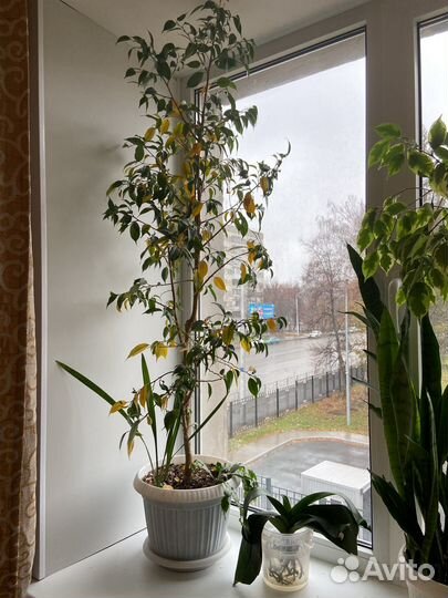 Фикус бенджамина