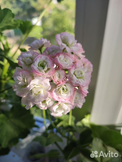 Пеларгония герань