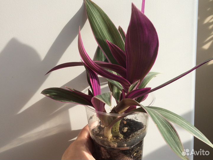 Рэо вариегантный