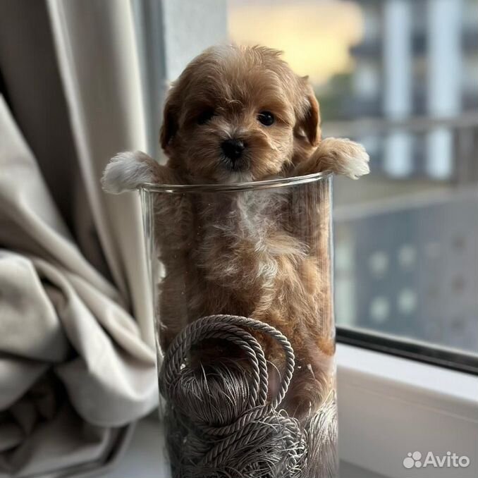 Mani maltipoo mini мальчик эксклюзив