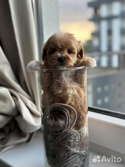 Mani maltipoo mini мальчик эксклюзив
