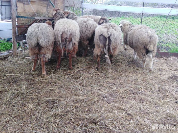 Бараны крупной породы