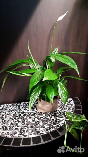 Спатифиллум