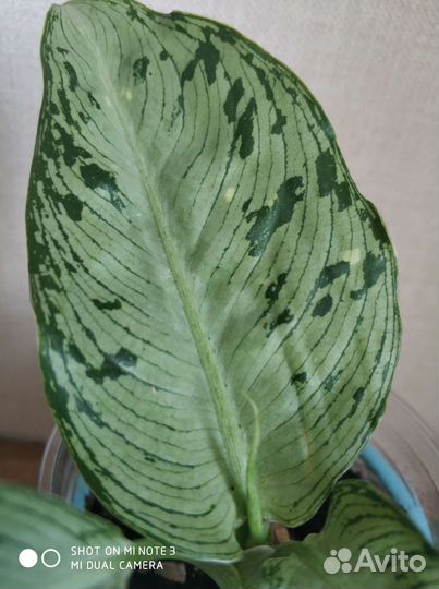 Диффенбахия удомсаб