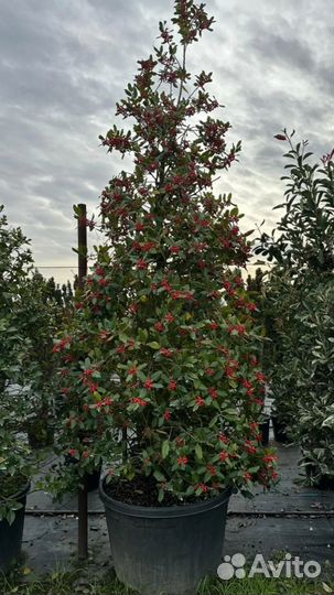 Уличные растения