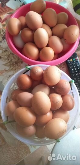 Домашние куриные яйца майма