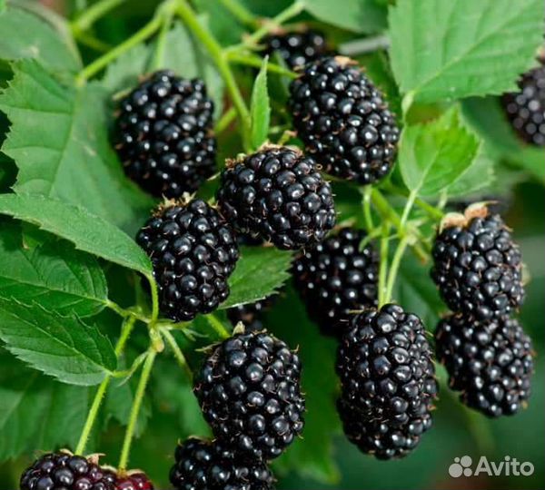 Малина. Ежевика.Саженцы